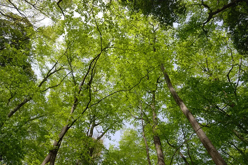 境山野公園