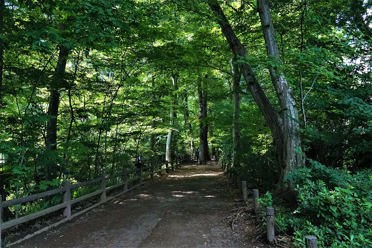 玉川上水遊歩道